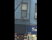 Bunch of birds gather at fire escape