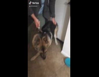 Dog eats roommates weed funny 