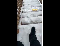 Collab BitchMP - Guy slips down stairs with snow 