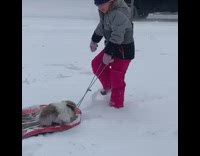Brown white puppy dog gets pulled sled 