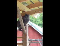 Cat climbs under the roof and fell