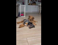 Two puppies refuse to go potty outside