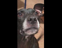 Large black dog whines girl bed 