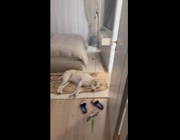 Dog barks at filmer on the hallway