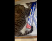 Woman screamed because of cat inside drawer