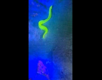 Glowing moray eel spotted on night dive