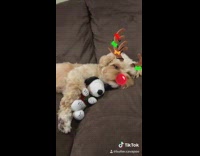 sleepy dog reindeer filter with stuffed animal