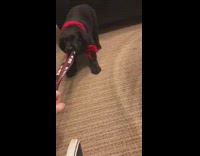 Black puppy dog red bandana bites lanyard 