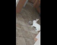 White pet bunny tries to open candy from container