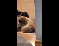 Cat licks fur on head of dog
