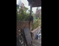 Wild Raccoon on the backyard eats ripe grapes Part 1