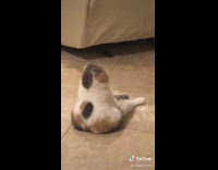 Collab BitchMP - Cat sitting turns back on owner