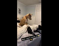 Collab BitchMP - Brown dog pulls blanket back on black dog hiding on bed 