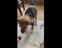 Puppy excited eats strawberry
