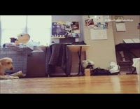 Labrador Copies Owner and Crawls Across Wood Floor