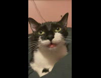 Girl tells cat to say cheese and it stares at her 