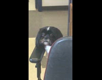 dog staring at camera screen 