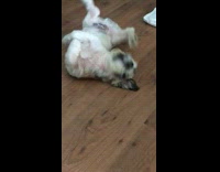 Small dog rolls around on back floor 
