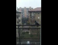 Bird sitting on balcony railing watches snow 