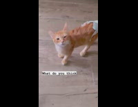 Orange cat meows for food in morning