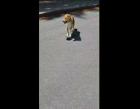 Dog brown skateboard street road
