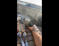 Woman tricks pigeon to come near her with food 