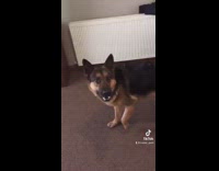 German shepherd dog stop drops and rolls