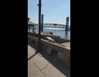 NSFW pigeon going towards guy on bike