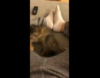 Grey kitten cat rolls around on back 