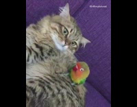 Green yellow red bird sits on cat 