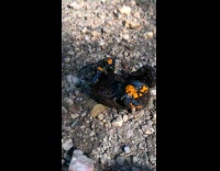 Frog bends inwards as defense mechanism