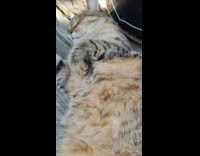 Cat lie down gets massage from filmer