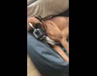 Sleeping brown dog snores with tongue out