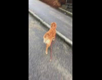 Red Dog Walks Self with Red Leash In Mouth On Sidewalk