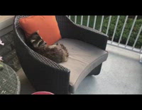 Raccoon sits wicker chair orange pillow porch