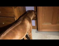 Cat pokes dog face hide behind door