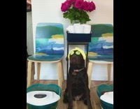 Brown puppy dog cucumbers yellow headband spa 