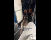 Cat escaped during take off roams around plane