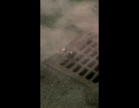 Pigeon cooks over hot grate 