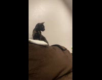 Pet cat catches and bites its tail