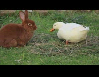 Duck and Rabbit eats and sticks with each other