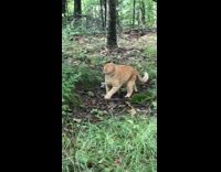 Collab Clips mpugc - Orange cat forest sneeze attack sits