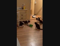 Kittens play spin the bottle on floor