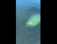 Fishes in water swim away from seal