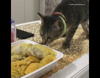Grey kitten cat sniffs durian green collar