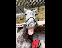 Horse sticks tongue out sings song