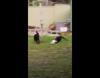 Black cat runs knocks over cat backyard 