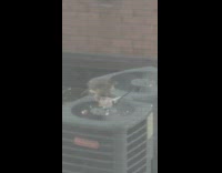Hawk eating bird on condenser on rooftop