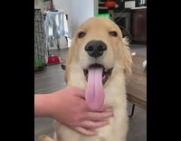 Golden retriever dog yawns wood coffee table 