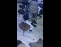 Adorable baby stingray swims and spins
